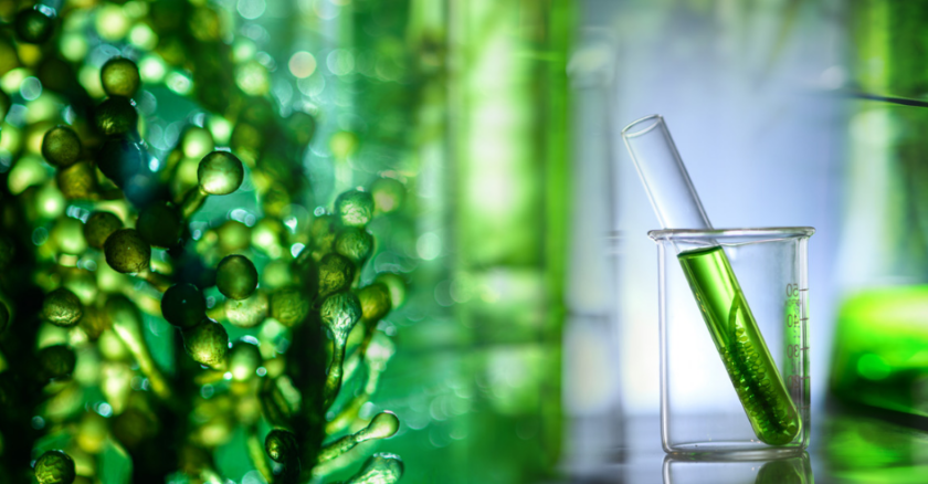 Mikroalgen in Nahaufnahme neben einem Laborglas mit Reagenzglas und grüner Flüssigkeit