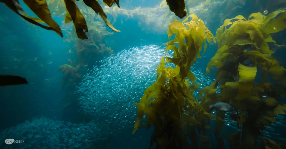 Fische im Meer essen Algen und nehmen dadurch Omega 3 auf, ist Fischöl oder Algenöl besser?